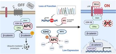 APC Promoter Methylation in Gastrointestinal Cancer